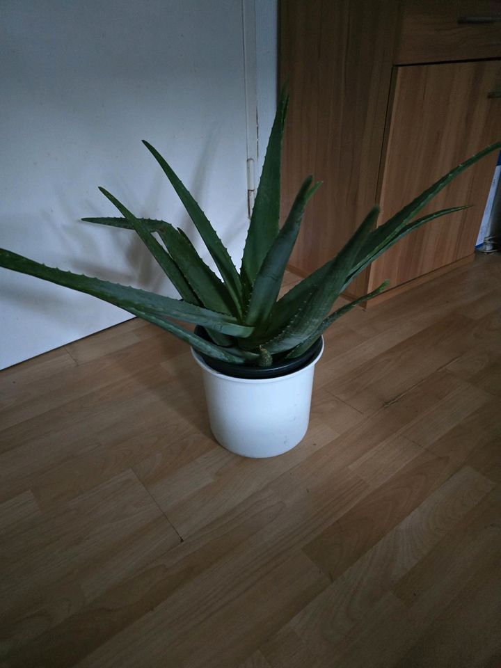 Große Aloe Vera Pflanze in Berlin