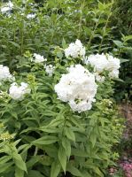 Phlox, Flammenblume Sachsen - Neuhausen Vorschau