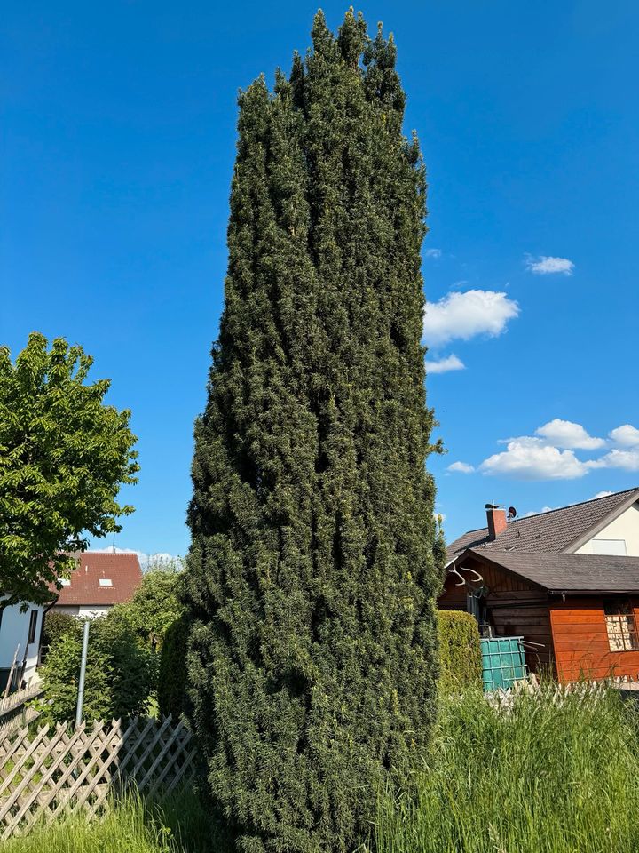 Grüne Säuleneibe dringend zu verkaufen in Wiernsheim