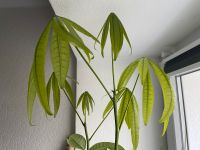 Glückskastanie, Zimmerpflanze Nordrhein-Westfalen - Witten Vorschau