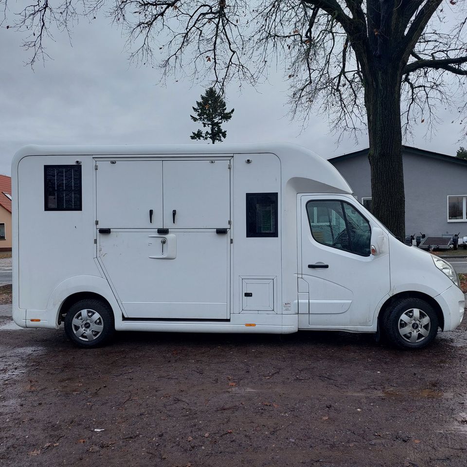 Pferdetransporter STX Horsebox Opel 3,5 t gebraucht, 5-Sitzer in Großderschau