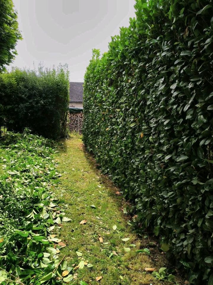 Heckenschneiden, Heckenschnitt, Grünschnitt, Gartenpflege in Reiskirchen