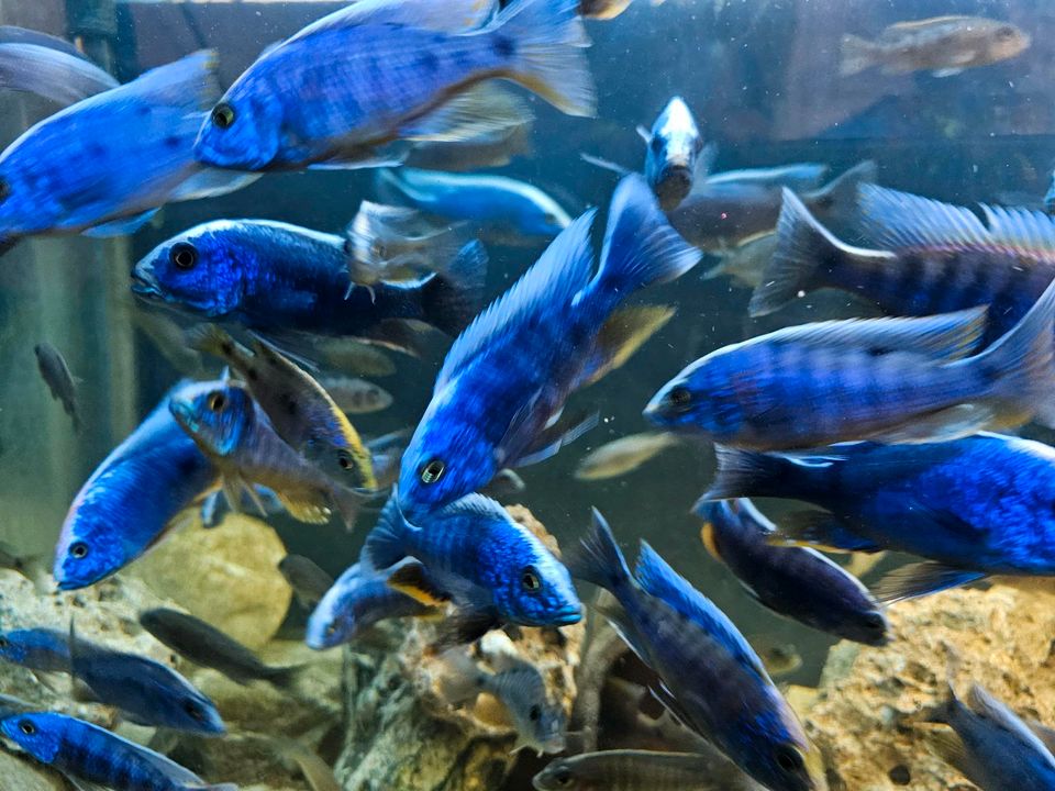 Sciaenochromis ahli in Bergkamen