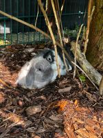 Kaninchenpaar möchte Gruppe werden Dortmund - Derne Vorschau