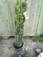 Säulen Eibe / Taxus baccata Fastgiata Aurea / Höhe 100 cm Nordrhein-Westfalen - Bocholt Vorschau