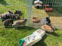 Kaninchen abgabebereit Bremen - Osterholz Vorschau