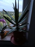 Aloe VeraPflanze Kiel - Kronshagen Vorschau