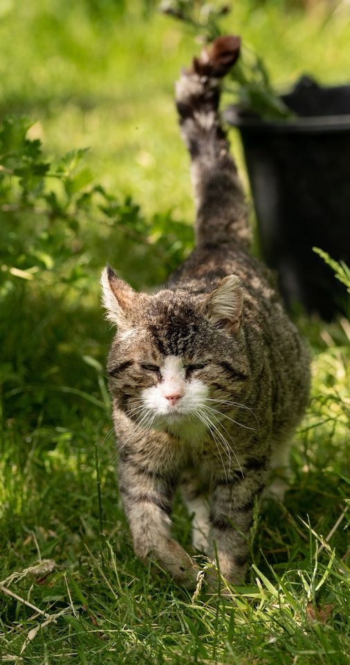 Kater Dickimann noch immer so schmerzlich vermisst in Lindow