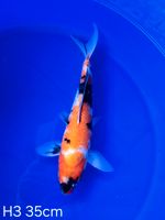 Koi Ginrin Showa 35cm H3-111 Nordrhein-Westfalen - Wadersloh Vorschau