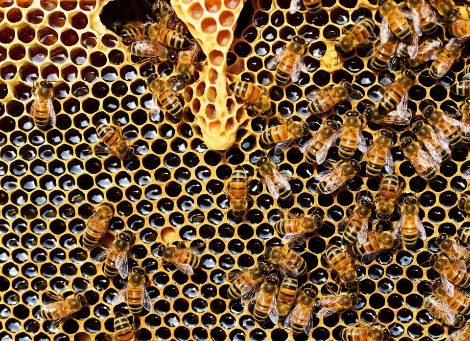 Bienenvölker auf DN - Carnica in Steinhöfel