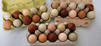 30 Bruteier Marans, Grünleger keine Hennen und keine Hühner Saarland - Losheim am See Vorschau