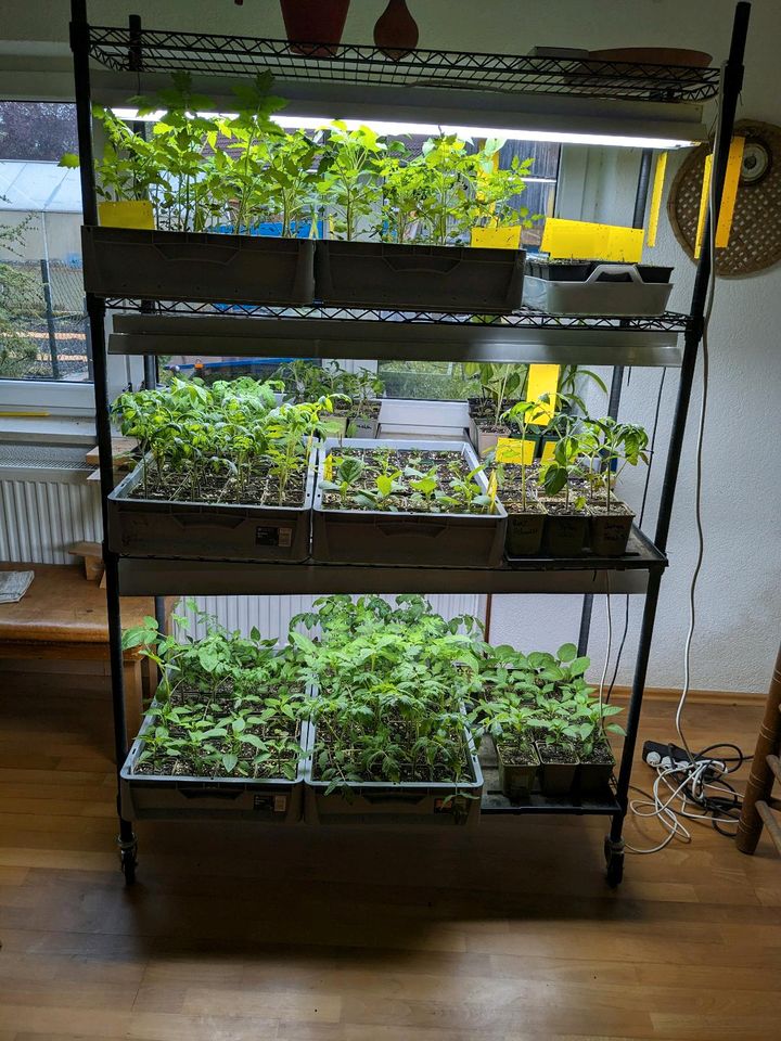 Bio Tomaten / Chili / Aubergine / Süßkartoffel Jungpflanzen in Finning