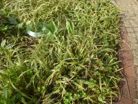 grün weiße Segge Carex Pflanze robust ausdauernd immergrün Brandenburg - Dallgow Vorschau