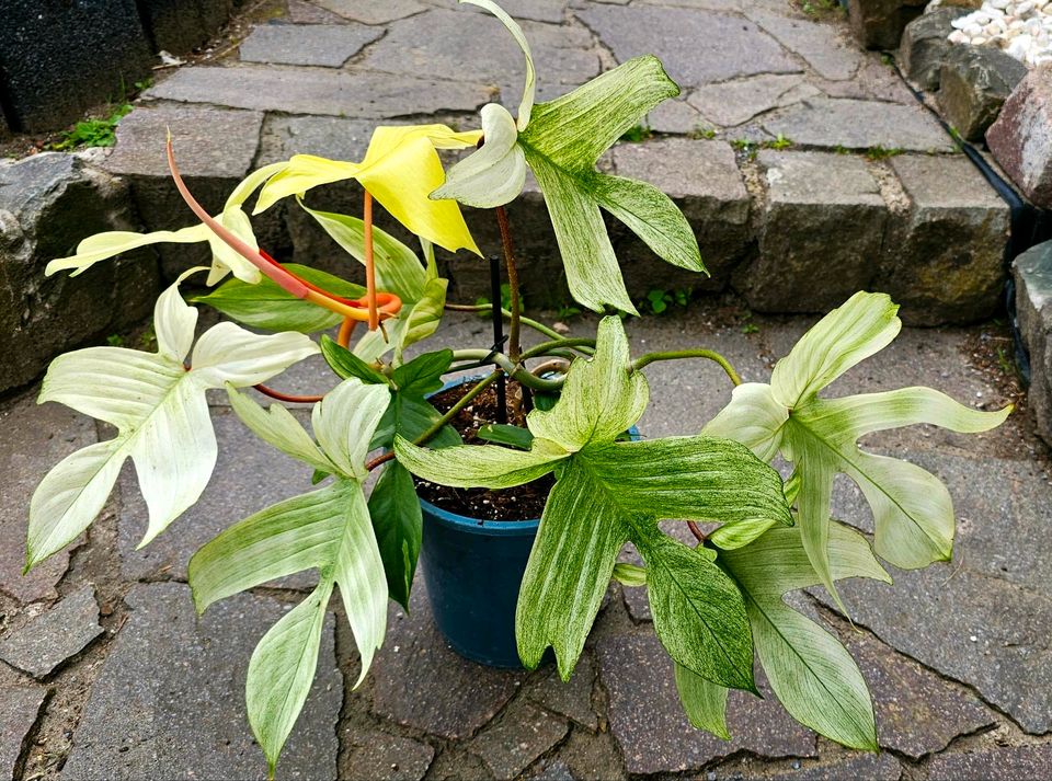 Große Philodendron Florida Ghost white mint - M25 in Obertshausen
