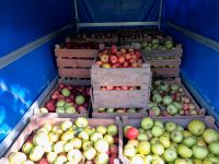 Apfelsaft 5l Bag in Box Sachsen - Rochlitz Vorschau