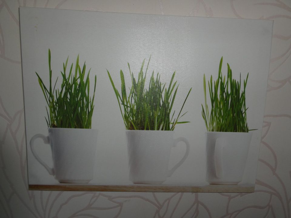 Bild auf Leinwand Gras in Tassen z.B. Küchenbild Gr. ca. DINA3 in Heusenstamm