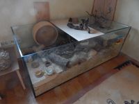 Hamster Aquarium Terrarium Gold- bzw Zwerghamster 150 x 75 x 55cm Baden-Württemberg - Großerlach Vorschau