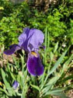 Iris Schwertlilie lila Brandenburg - Wandlitz Vorschau
