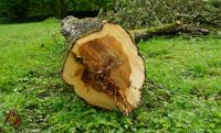 Apfelbaumholz Obstbaumholz Apfelbaum Stamm Holz Saarland - Heusweiler Vorschau