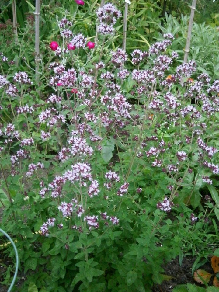 KRÄUTERSAMEN: OREGANO (WILDER MAJORAN) ODER KATZENMINZE in Lutherstadt Wittenberg