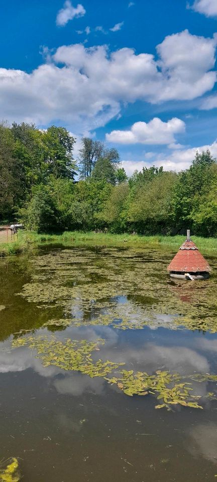 Fischteich zu verpachten in Tann