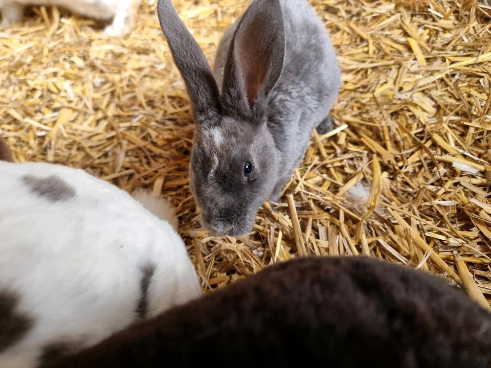 Rex Kaninchen blau Dalmatiner Mastkaninchen in Warmsen