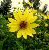 Sonnenblume Staude - winterhart verzweigt -  150cm Sachsen - Sehmatal-Cranzahl Vorschau