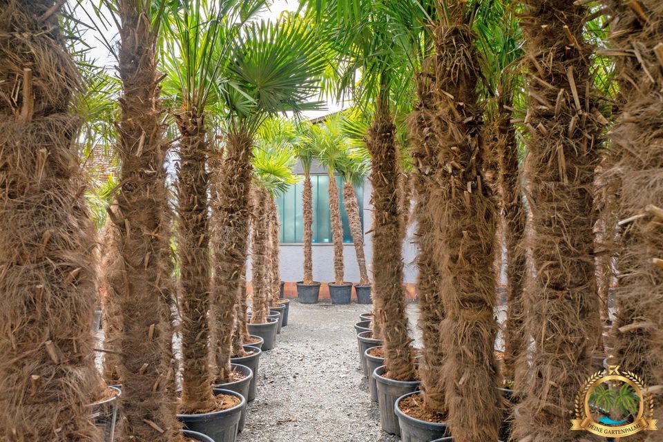 Trachycarpus Fortunei 130cm große Hanfpalme mit Pflanzenpass in Parkstein