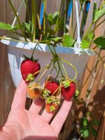 Erdbeeren Erdbeerpflanzen 6x Ableger für 5 Euro *extra lecker* ❤ Rheinland-Pfalz - Lahnstein Vorschau