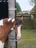 Pferd sucht Mobile Reitbeteiligung Niedersachsen - Coppenbrügge Vorschau