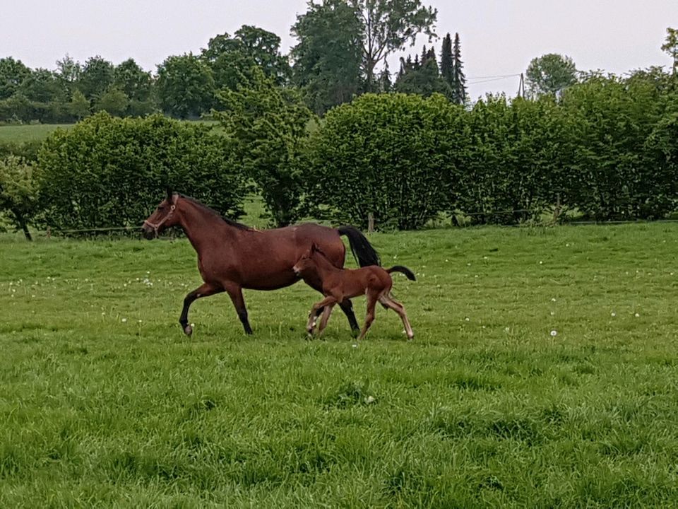 Traber, Stute, Distanz sport, Pferd, Beistellpferd, fahren, Kutsc in Billerbeck