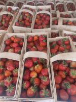 Großhandel mit Erdbeeren AUS Poland Berlin - Spandau Vorschau