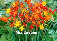 *Montbretie, bunt, als starke Pflanzenableger in großen Töpfen* Niedersachsen - Elsfleth Vorschau