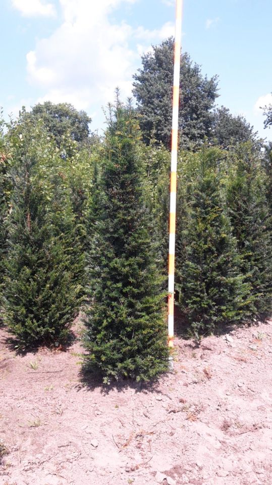 Taxus Baccata Heimische Eibe Heckenpflanzen. Versand NRW Möglich in Kranenburg