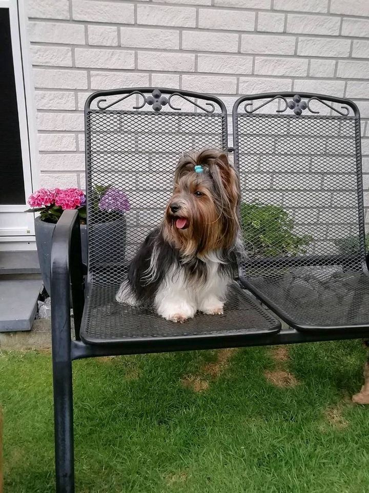 Biewer Yorkshire Terrier in Kaarst