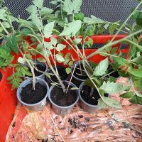 Verschiedene Sorten von Tomatenpflanzen zu verschenken Bayern - Schweinfurt Vorschau