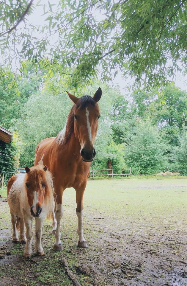 Lewitzer Stute 7 Jahre, Pony in Varrel