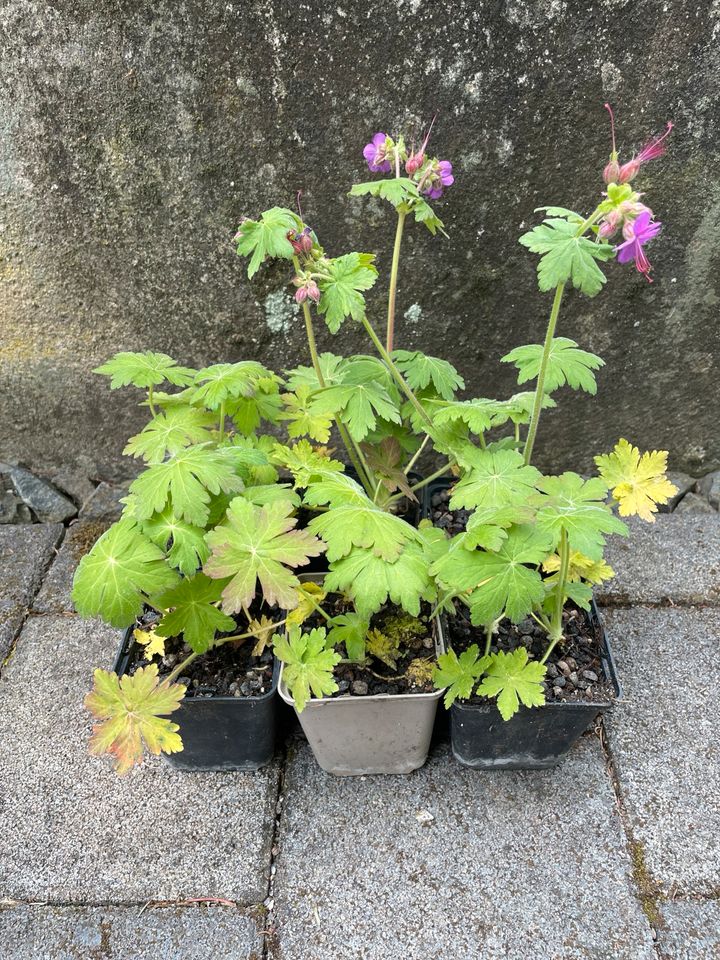 Storchschnabel Geranium rosa Pflanze für Garten, Beet und Kübel in Ludwigsburg