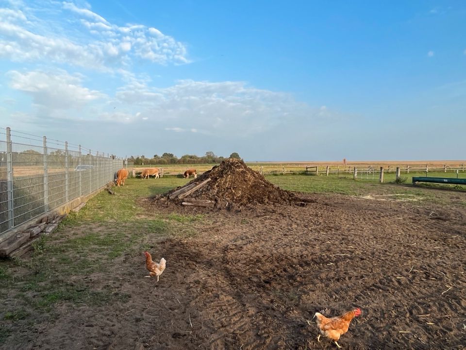 Festmist/Tretmist/Rinderdung in Zülpich