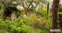 Verwilderten Garten neu gestalten: Astschretter-Stubbenfräse- usw Brandenburg - Senftenberg Vorschau