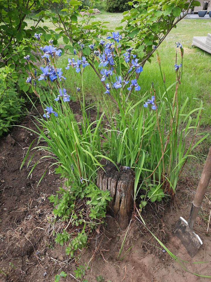 Iris, Stücke ab 2€ ,winterharte Staude, Pflanzen, Garten, in Witzhave