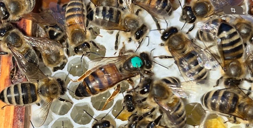 Buckfast Bienenköniginnen 2024, standbegattet (F1) Weisel Königin in Cappeln (Oldenburg)