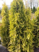 Gelbe Thuja Smaragd 120/140 cm Niedersachsen - Filsum Vorschau