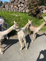 Alpaka Schur - Scheren - Lama - noch 2 Termine im Mai Bayern - Schwarzenbach am Wald Vorschau