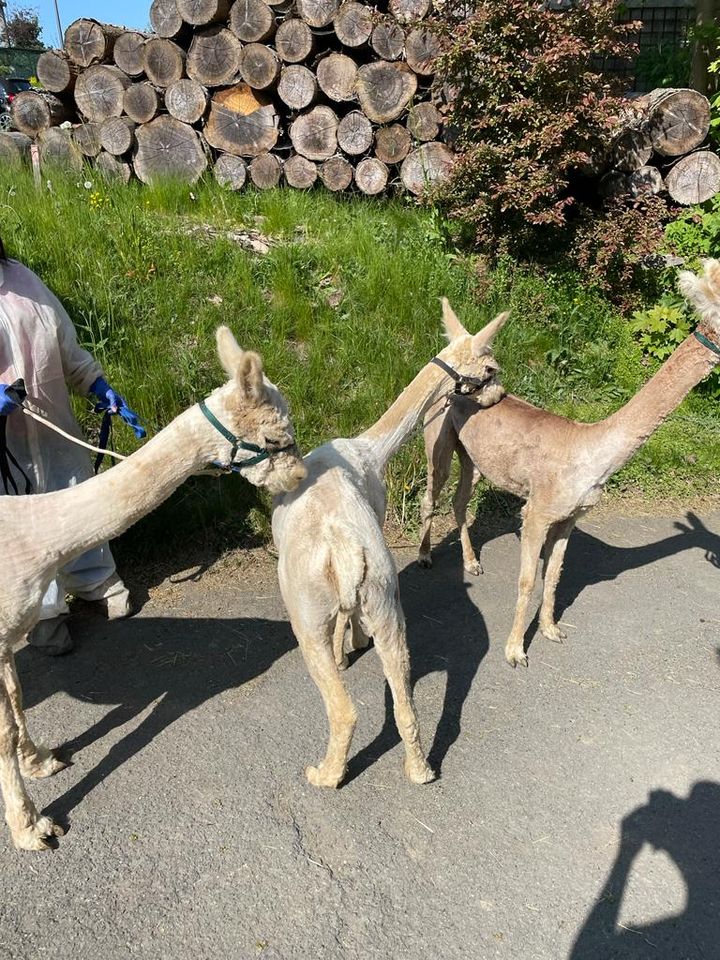 Alpaka Schur - Scheren - Lama - keine Termine mehr im Mai ! in Schwarzenbach am Wald