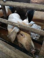 Schwein Eber  kastriert sucht Niedersachsen - Ganderkesee Vorschau