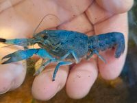 Blauer Floridakrebs Procambarus alleini Baden-Württemberg - Bad Liebenzell Vorschau