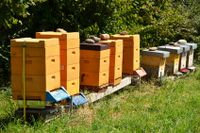 Ich suche dringend ‼️ einen Platz für Bienenvölker! Bayern - Neustadt b.Coburg Vorschau