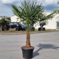 Hanfpalme Trachycarpus Fortunei 50-60cm Stamm 180cm hoch Nordrhein-Westfalen - Oberhausen Vorschau