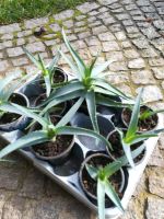 Aloe Pflanzen Sachsen - Großdubrau Vorschau